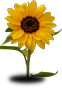 Heather Carpenter - Nonprofit Manager, Researcher, Trainer and Blogger